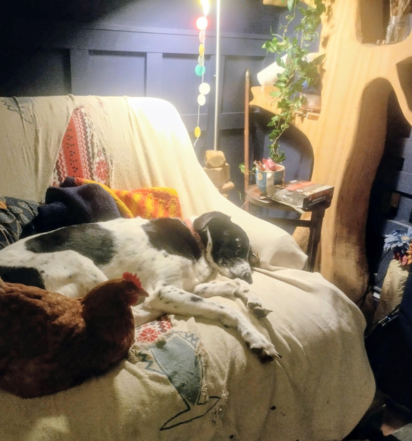 A photograph of a brown chicken and a black and white dog 'sharing' an armchair under lamplight.

The armchair is covered with a tatty old cream throw littered with holes, through which another (red, white and blue) throw can be seen. The walls in the background are dark blue, and on the right of the photo is a wooden tree shape against the wall.

The dog is sprawled on the armchair, having obviously got there first, and the chicken is perched on the edge. On closer inspection, the whites of the dog's eyes are showing - he is not completely happy about this arrangement.

The chicken is perfectly content.