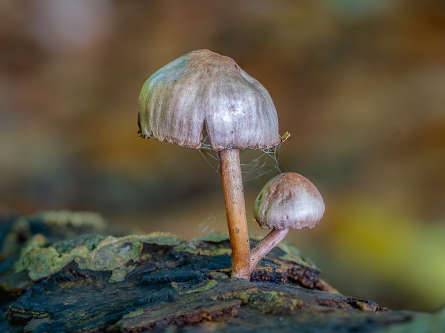 Two delicate mushrooms with translucent lavender-gray caps and slender orange-brown stems growing on a moss-covered log, photographed against a soft bokeh background