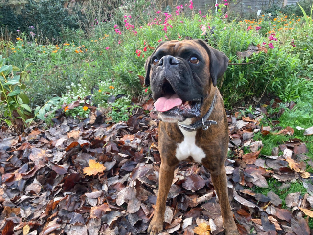 Some leaves collected from the footpath are now a temporary play area for a boxer dog who thinks leaves are the best thing ever. His mouth is open and his tongue is out after pouncing and pawing and bouncing over the little mound of leaves. Some pink penstemons and orange pot marigolds are still in flower in the garden borders behind. 