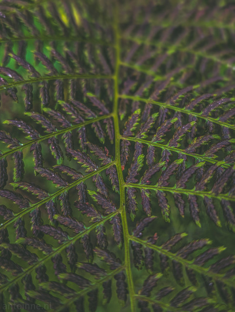A close-up, vertical photograph focused tightly on a fern frond. A prominent, bright green main stem runs vertically through the center, from which smaller leaflets branch out symmetrically.

The overall color palette is dominated by deep, moody greens and purplish-browns. The inner parts of the pinnae, especially along the midribs, exhibit these darker, reddish-brown or burgundy tones, contrasting with the brighter, almost neon green of the main central stem and the tips/edges. 