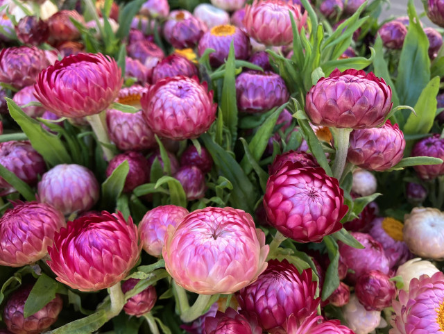 Strawflowers blooms in a pink that verges on purple. 