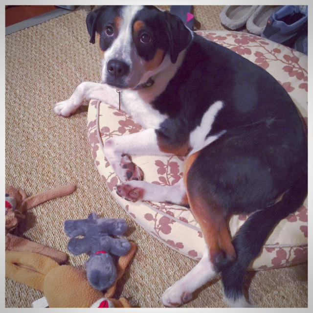 Linus, perfect shelter mutt, who is now 16 years old, when I first brought him home from the shelter at 4 ½ years old.