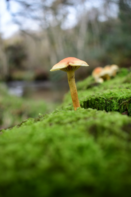 A mushroom on a mossy willow trunk.
