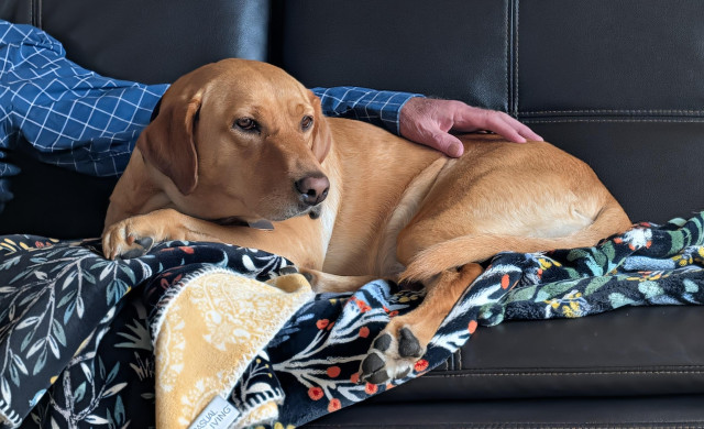 Golden lab lying on a sofa covered with blankets next to her pal who is wearing a blue and white checkered shirt.