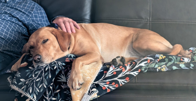 Golden lab lying on a sofa covered with blankets next to her pal who is wearing a blue and white checkered shirt.