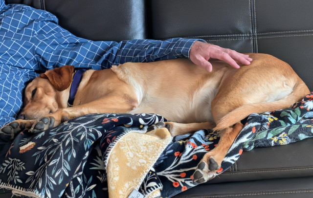 Golden lab lying on a sofa covered with blankets next to her pal who is wearing a blue and white checkered shirt.