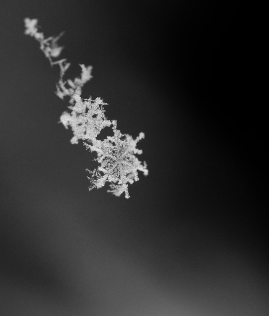 Macro photograph of a few very light snowflakes, just fallen and caught on a spider's thread.

Photographie macro de quelques flocons de neige tout légers, tout juste tombés et pris sur un fil d'araignée.