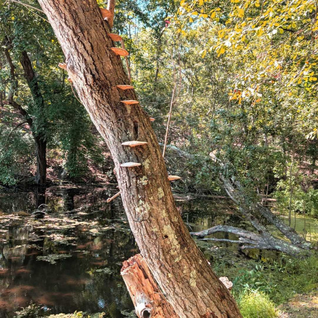 A tree leaning over a pond with several shelf fungi growing in a vertical line up its trunk, resembling natural steps. Sunlight filters through the green foliage, casting reflections on the still water below. The scene feels peaceful and slightly whimsical, surrounded by lush forest vegetation.