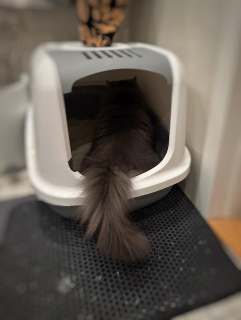 En grå långhårig kattsvans sticker ut från en stor vit kattlåda med lock.