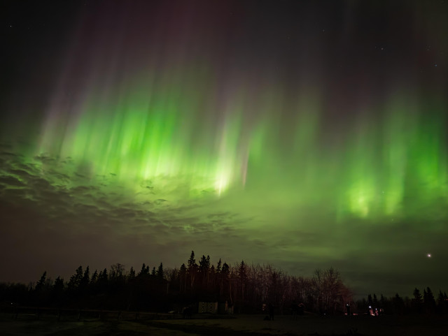 Brilliant green and faint purple aurora pillars stretch vertically across the night sky, glowing above a line of dark trees. The lights appear to cascade downward like celestial curtains, illuminating the cloud layer below with soft green light. Silhouettes of people and distant buildings are visible at the bottom of the frame, dwarfed by the vivid, sweeping auroral display overhead.