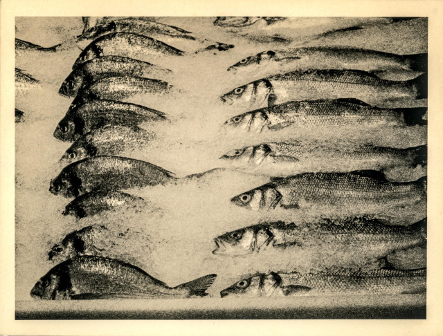 This lith print depicts an arrangement of fish laid out in parallel rows, their bodies slightly overlapping in a rhythmic, almost geometric pattern. The high-contrast tones typical of the lith printing process create a grainy, textured surface — the dark, inky silhouettes of the fish standing out starkly against a pale background. The composition feels both methodical and organic, transforming an ordinary market scene into something abstract and contemplative, where repetition and texture evoke themes of stillness, mortality, and order in nature.