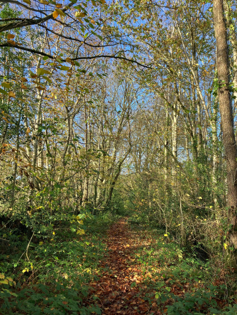 Photo of a footpath running through a strip of deciduous woodland. Blue sky shows through silvery grey trees, a few yellowing leaves still clinging to the branches. The path itself is carpeted with reddish brown leaves, flanked by lush green ground vegetation.