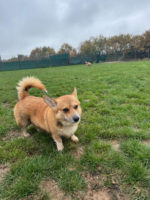 Canis lupus pembrokensis, on a grassy field, very muddy and very excited about it. 