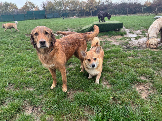 Canis lupus pembrokensis, on the field, very muddy, next to a tall ginger dog named Bernie, also very muddy. 