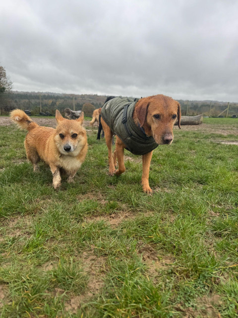 Canis lupus pembrokensis, very muddy, walking along a grassy field against looming rain clouds alongside a ginger dog in a green coat named Hattie. 