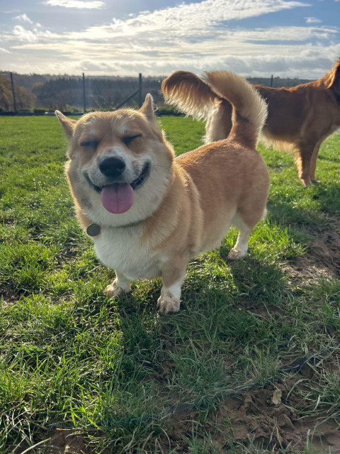 Canis lupus pembrokensis, framed in a bit of sunlight piercing the clouds, tongue out, slightly muddy and a big grin on her face. 