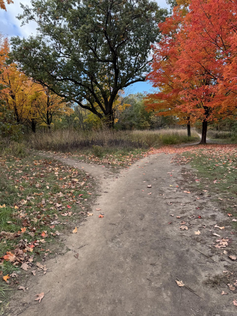 A dirt trail in the woods diverges into two different paths, one off to the left that leads to a quiet road and one to the right that (eventually) leads to a baseball field.

This photo was taken a few weeks ago when there were still some green trees to be seen, so the tree ahead of the split of the road has green leaves while the one on the left is bright yellow and the one on the right is a lovely reddish-orange colour. 
