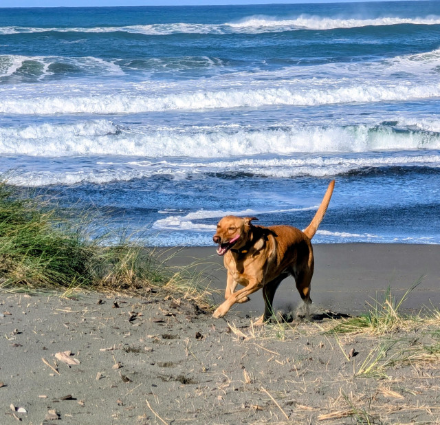 Golden lab is running on a beach trail with the Pacific ocean in the background.