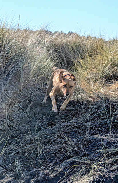 Golden lab is running and jumping on the dunes.