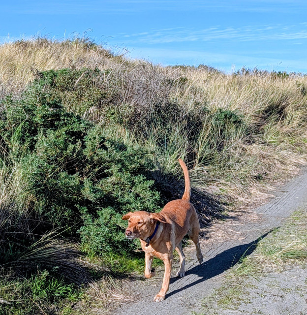 Golden lab excited to be on the trail to the beach. 