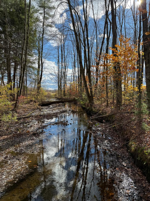 trees in various states of color change and leaf fall line a low, still creek which reflects a blue, cloud-studded sky