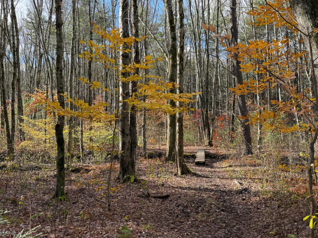 Late autumn hardwood forest with some yellow leaves clinging to the trees with a path running through it