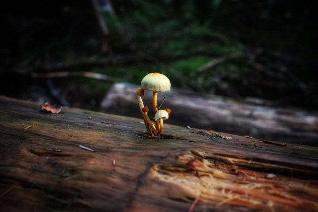 A close-up of small fungi growing on a weathered, textured tree trunk in a shaded woodland setting. The fungi feature pale, almost translucent caps with slender, brownish stems. The background is softly blurred, showcasing the lush greenery and dappled light of the forest floor, creating a serene and natural atmosphere. The image highlights the delicate and intricate details of the fungi amidst the rustic charm of the forest environment.