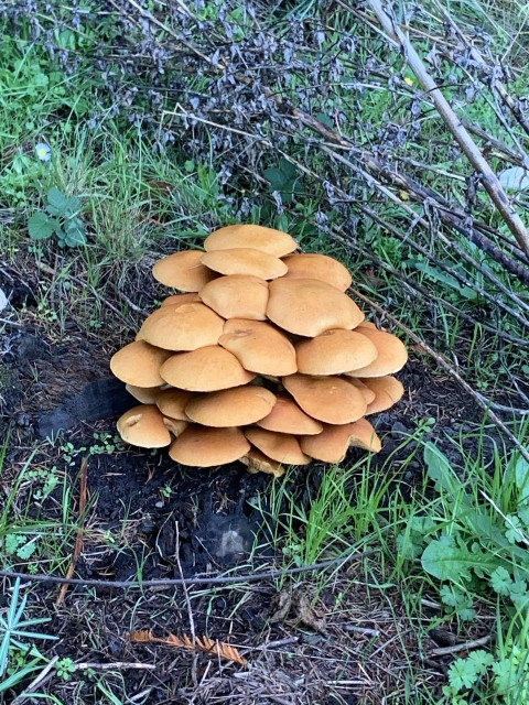 Twenty or so gokden brown mushrooms piled atop one another in a dome stack growing out of a rotting stump.