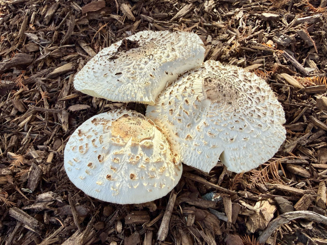 Three large white mushroom caps rise above some dark brown mulch. A few dried cypress needles are seem on the mulch.