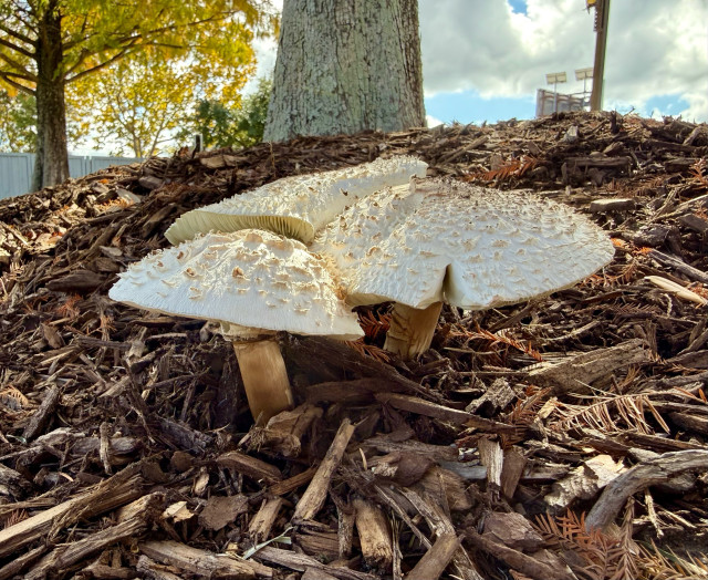 The same three mushrooms seen from the side at ground level. Their gills and brownish stems can be seen. In the background one can see a tree trunk and the foliage of another tree.