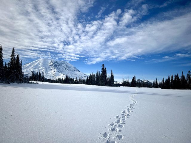 Wide shot of a set of footprints in the snow leading across a snowy flat meadow. Small islands of dark conifer trees apparent in the middle distance. On the horizon, an immense snow capped volcanic peak. Mackerel type clouds overhead in an otherwise blue sky 