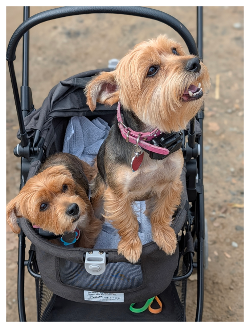 Two yorkshire terrier, one older than the other, sit in a black stroller. the older, larger dog is standing with front paws on the edge, looking up with mouth open, wearing a pink collar. The other dog, with a blue collar, lies beside it on a white blanket. The background is a dirt ground.