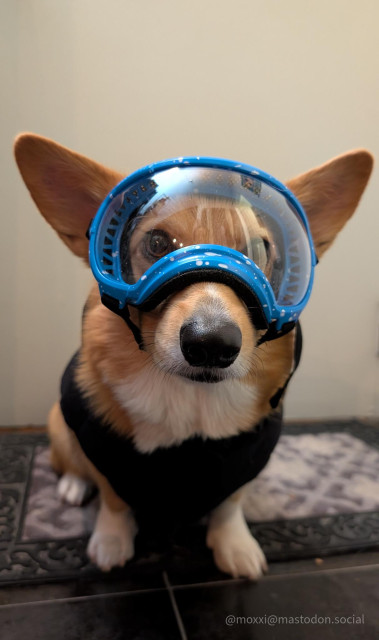 Moxxi the corgi is sporting a black puffer jacket and a pair of baby blue Rex Specs dog goggles with white dots. She's sitting and her ears are perked up.