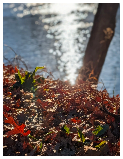Sunlight reflects off a shimmering river in the background. In the foreground, dry brown and red leaves and a few bright green plants cover the ground near the water’s edge. A blurred tree trunk is visible on the right side.