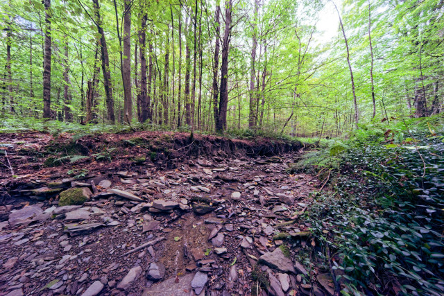 A dried up creek is 2/3 of the frame on the bottom starting from the left and it curves away to the right and disappears behind a mertle covered bank,  trees with light green leaves populate the forest around the creek