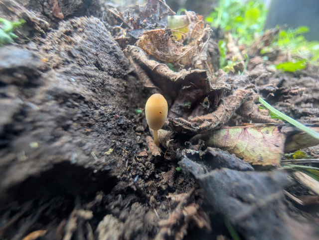 A very teeny tiny yellow mushroom, with an oblong head is emerging from the twigs and dirt amongst fallen leaves that are all much bigger than it is.