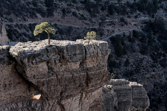 A color landscape photo of a cliff in the Grand Canyon. A finger of rock protrudes out from the left to center frame. It cliff it forms shows many horizontal layers in the rock. On the flat top of the finger of rock are two small round trees. They are brightly lit in sunlight. In the background shadow is a much larger cliff face but there is a switchback trail coming in from the left and descending down into the canyon.