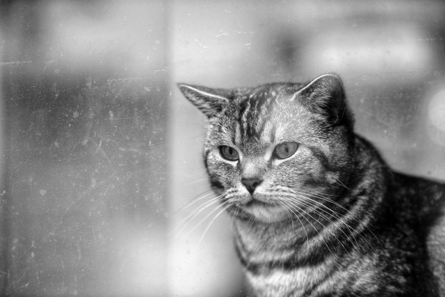 Eine Katze schaut, scheinbar skeptisch aus dem Fenster.