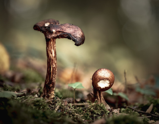 DE: Zwei angeknabberte Pilze stehen im Wald nebeneinander. Der linke Pilz ist deutlich höher und ausladender als der rechte Pilz, allerdings ist er auch schon zur Hälfte verschwunden, während der kleinere Rechte seinen nur etwas angeknabberten Kopf nach vorn neigt.

EN: Two nibbled mushrooms stand next to each other in the forest. The mushroom on the left is significantly taller and more expansive than the one on the right, but it has already disappeared halfway, while the smaller one on the right tilts its slightly nibbled head forward.