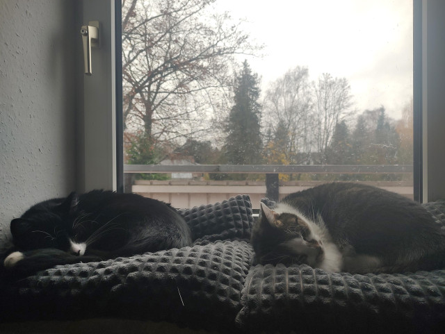 Zwei schlafende Kater, eine schwarz-weiß und eine grau-weiß, liegen auf gepolsterten Kissen vor einem Fenster mit Blick auf kahle Bäume.