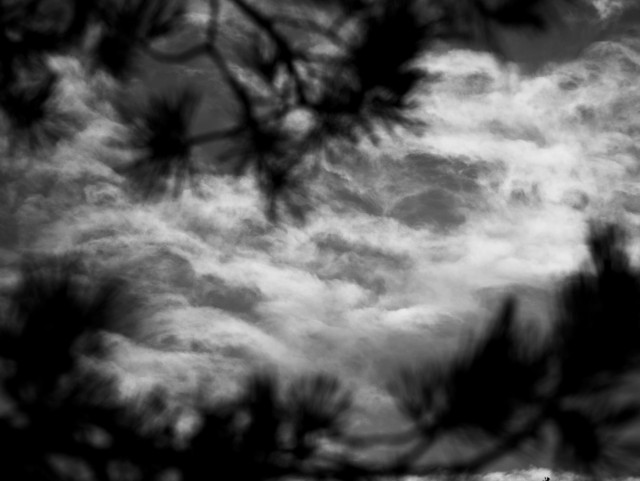 Black and white landscape format image shows delicate, textured white clouds against a dark sky in focus, while the foreground has blurred branches of a conifer tree framing the scene top and bottom