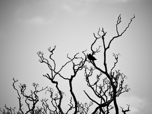 Black and white, high-contrast landscape image showing the twisted, leafless branches of a tree against a clear, bright sky and a large black bird is perched on one of the uppermost branches. The bird is in silhouette.