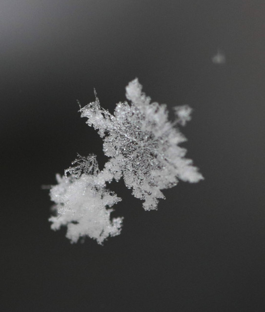 Macro photograph of two snowflakes, just fallen and caught on a spider's thread.

Photographie macro de deux flocons de neige tout légers, tout juste tombés et pris sur un fil d'araignée.