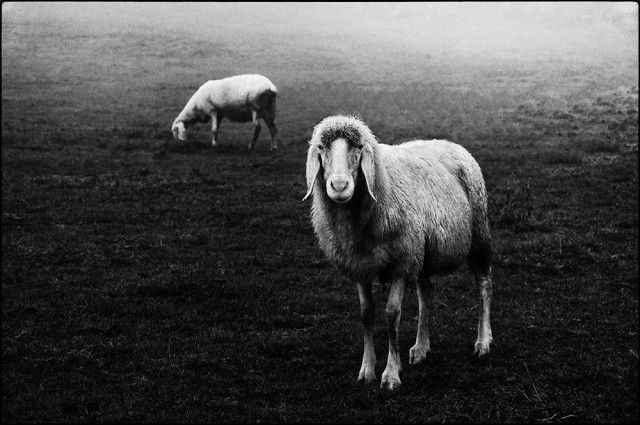 un ovin à tête de chien