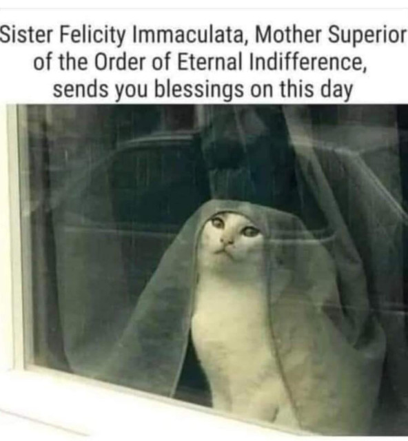 White cat sitting in a window. They wear a curtain like a nun's habit, and have a serious expression. Text above the pic says "Sister Felicity Immaculata, Mother Superior of the Order of Eternal Indifference, sends you blessings on this day."