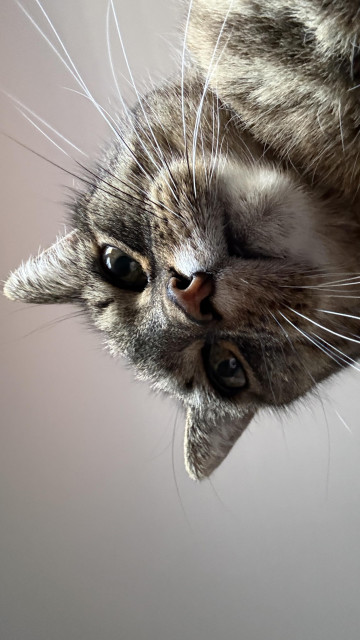 Close-up, low-angle view of a tabby cat with wide eyes and perked ears, gazing directly into the camera. The cat’s nose and whiskers are prominently visible, framed against a plain, light-colored ceiling. The perspective gives a playful, towering effect, as if the cat is curiously peering down at the viewer