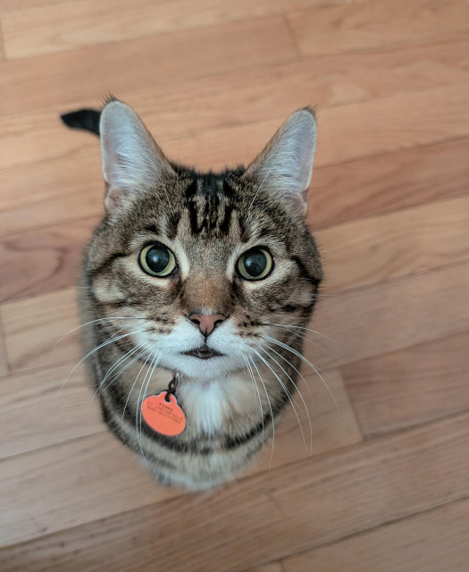 A brown and tan striped tabby cat with a pink collar, looking intently directly into the camera, with huge eyes. The perspective is such that almost her entire body is hidden behind her face