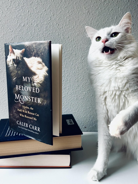 A stack of books, one titled My Beloved Monster. Blume off to the right looking agitated.