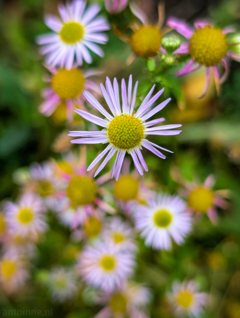 A cluster of small, daisy-like flowers, with a bright, textured, greenish-yellow central disc surrounded by long, slender ray florets that are a delicate pale lilac or light purple color.

The background consists of blurred green foliage and some dark areas, enhancing the contrast and making the flowers glow.