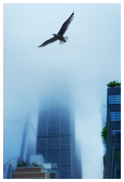 Photo of a seagull flying in front of skyscrapers obscured by fog, such that the bird appears against a blank field, floating above the faded lower halves of buildings. The image is in tones of blue, and to me conveys a mood of quiet mystery.